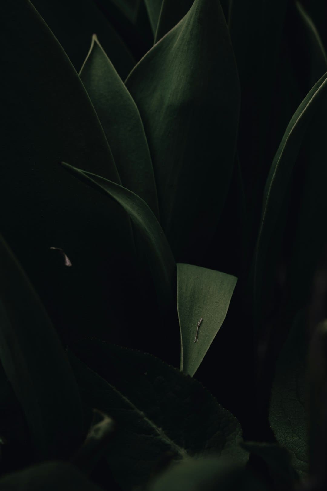 粉皮怎么做
